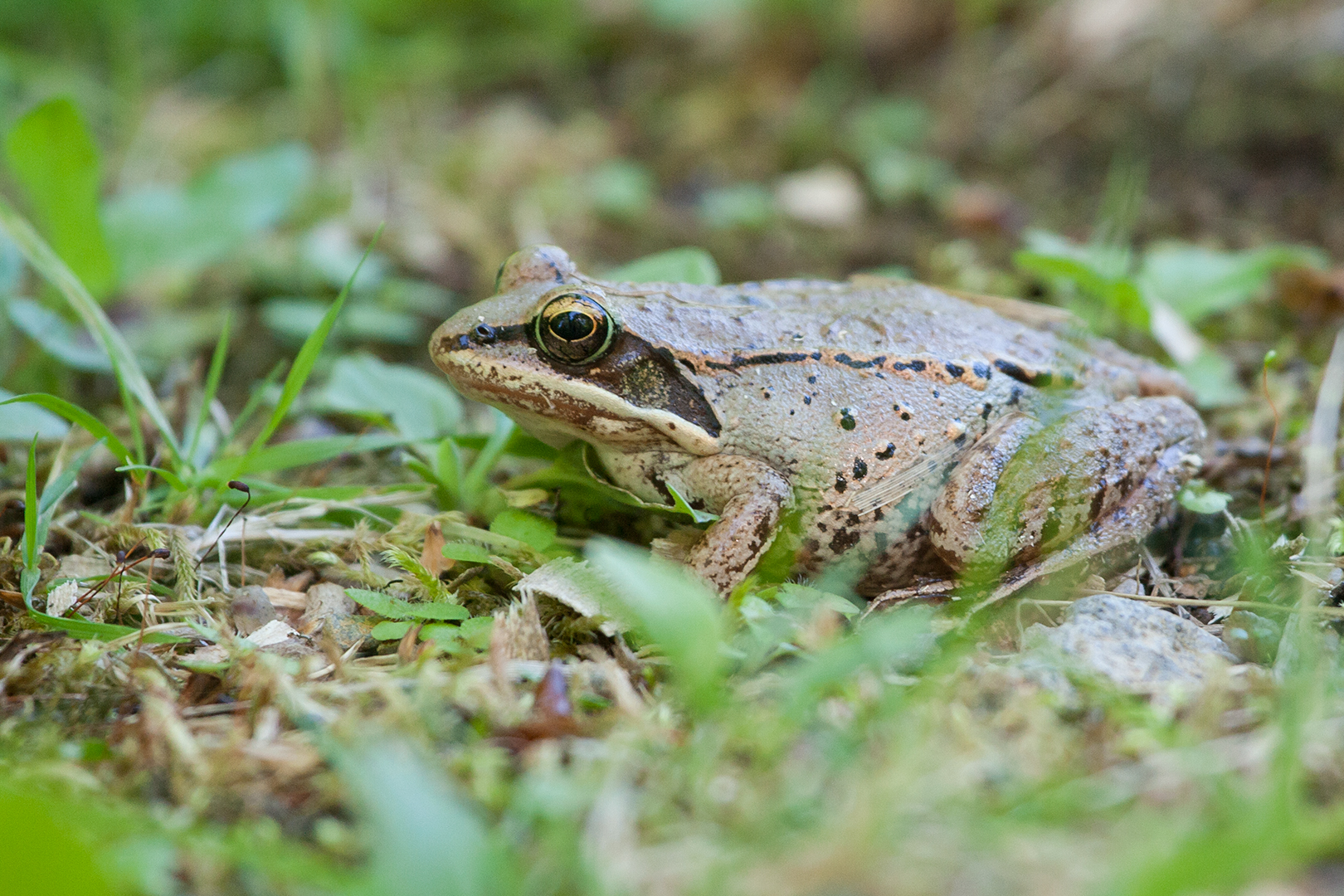 grenouille-des-bois-credit-Catherine-Emond Photo d’une grenouille des bois. Crédit photo: Catherine-Emond.